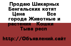 Продаю Шикарных Бенгальских котят › Цена ­ 17 000 - Все города Животные и растения » Кошки   . Тыва респ.